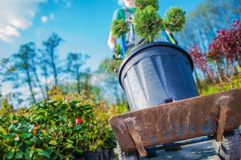 Garden Maintenance & Hedge Cutting